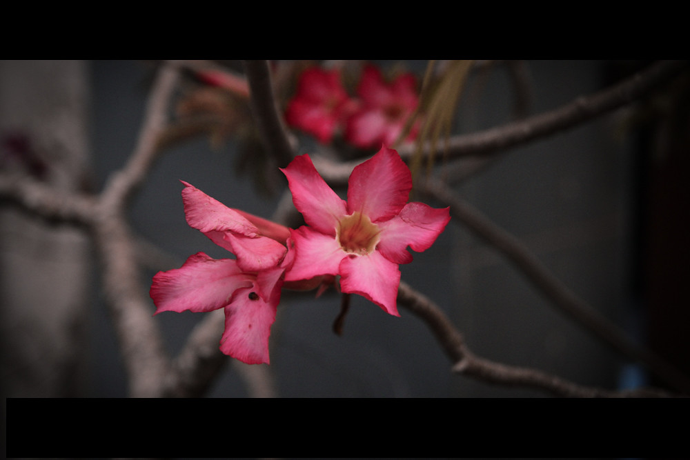 Brachychiton I'll bring you flowers in the pouring rain.. … Flickr