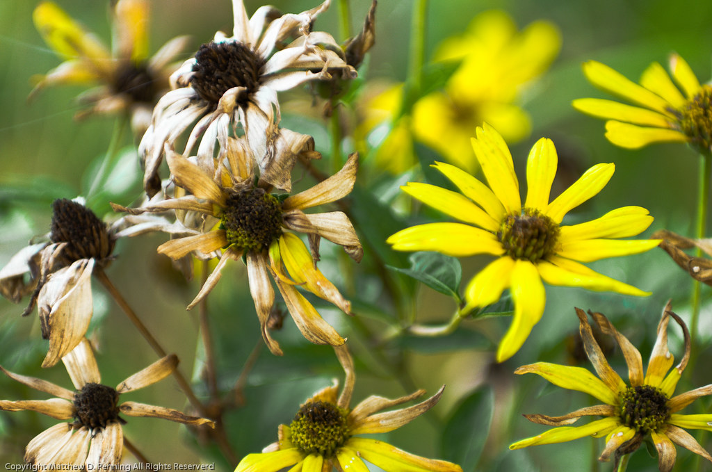 Time These flowers touched something deep inside that remi… Flickr
