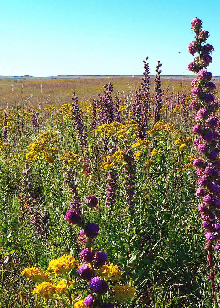 tallgrass prairie flowers Flint Hills National Wildlife Re… Flickr