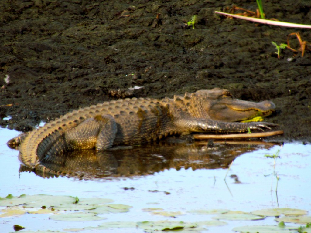 Savannah, GA Savannah National Wildlife Refuge Jeff Gunn Flickr