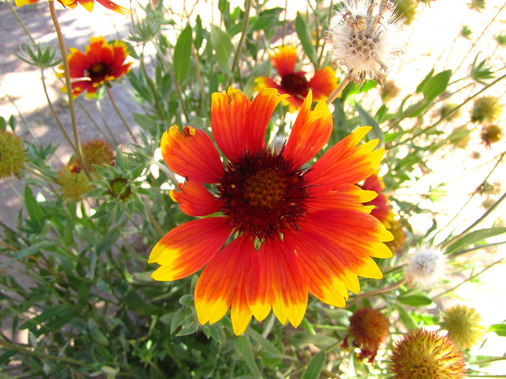 IMG_3533_Flower_Utah_12_from_Torrey_to_Bryce_Canyon Flickr