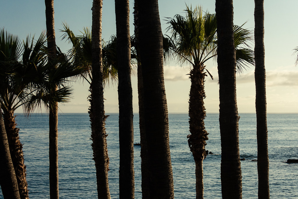Palm trees at Laguna Beach m01229 Flickr