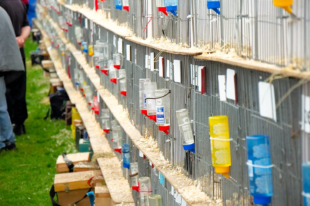 Water bottles on rabbit cages at the Pateley Show Richard Corfield Flickr