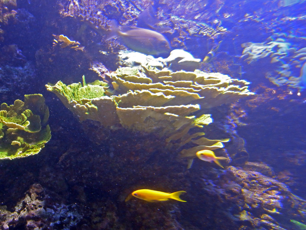 coral exhibit. the Flower Gardens coral reef is not far of… Flickr