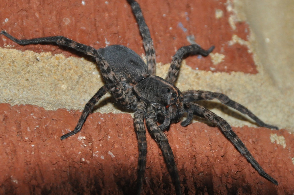 Carolina Wolf Spider, Virginia Carolina Wolf Spider, Hogna… Flickr