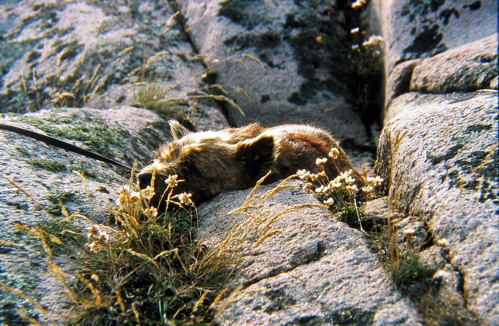 19950729 Jacob sleeping on the island of Tån, Bohuslän, Sw… Flickr