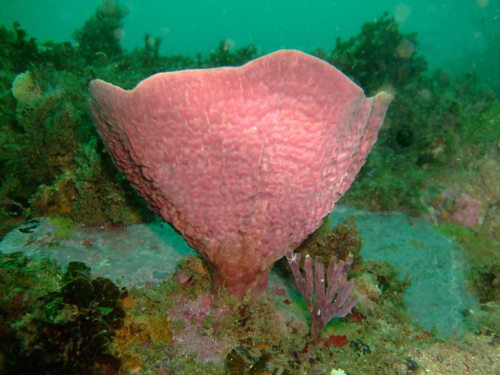 A large Vase Sponge Bill Flickr