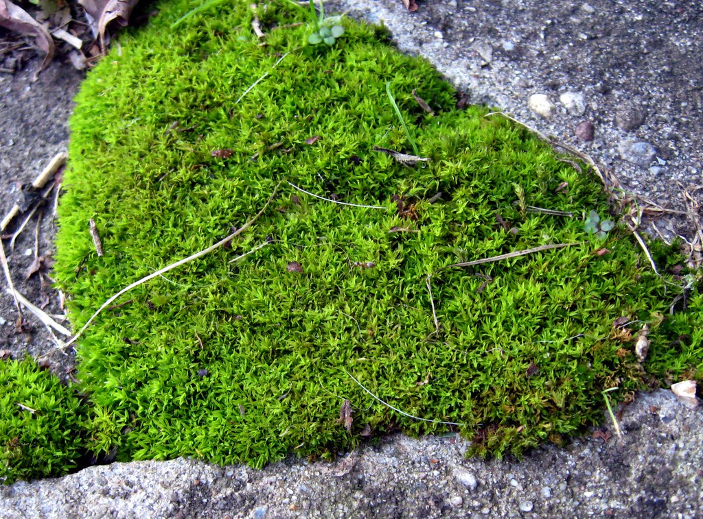 Moss The world "moss" is commonly applied to plants