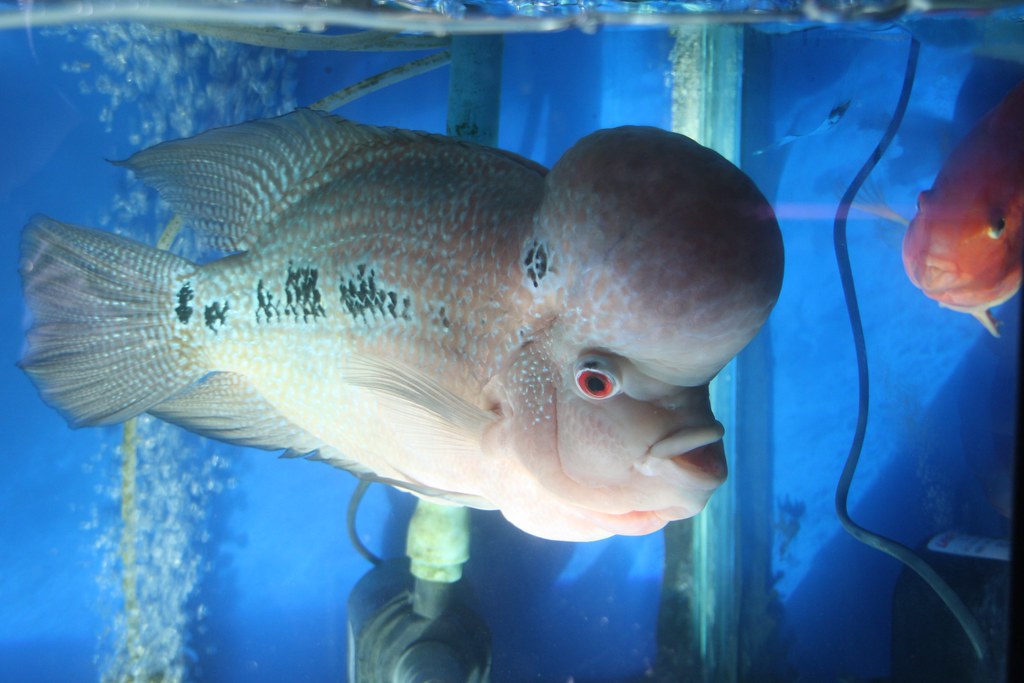 Tumor fish mario_ruckh Flickr