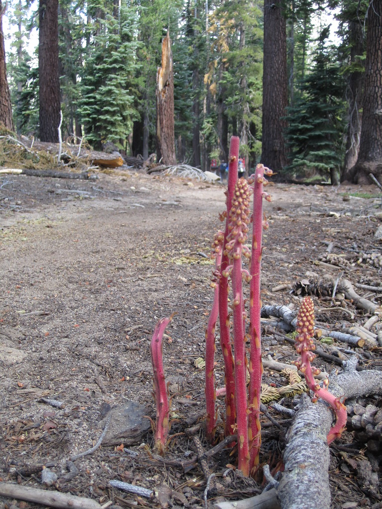 pink asparagus a photo on Flickriver