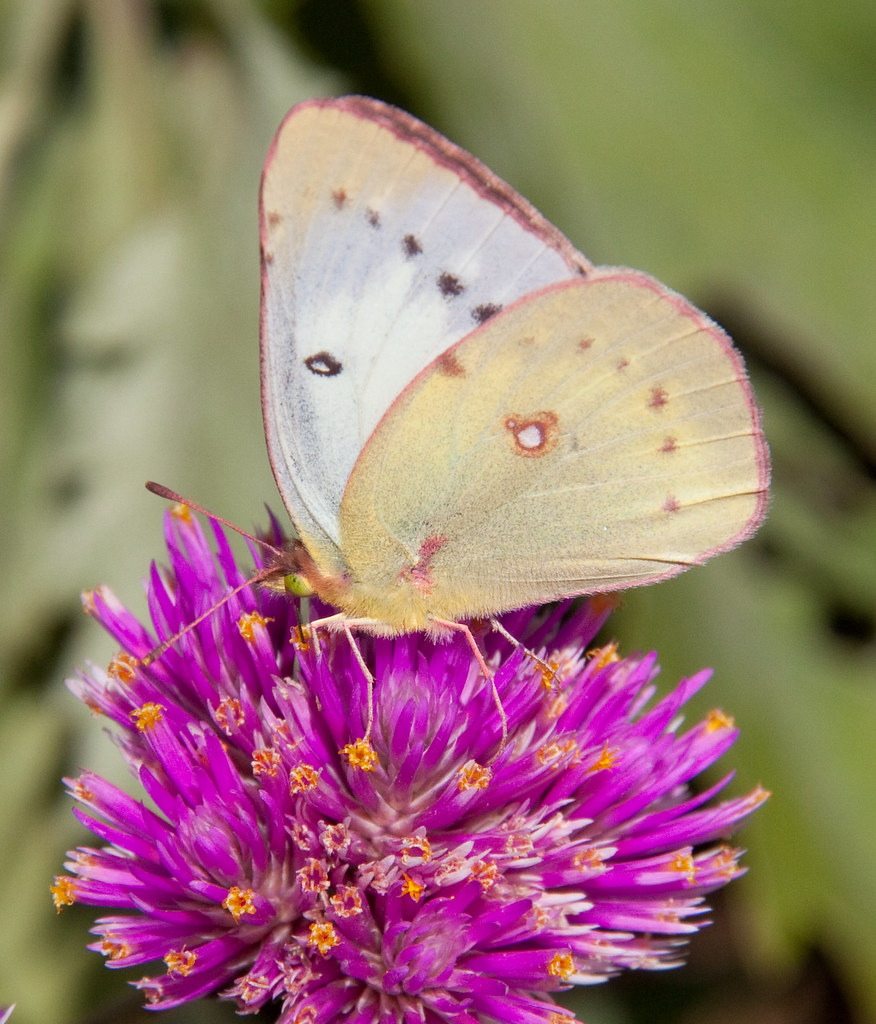 Pale clouded yellow Butterfly Tony Hisgett Flickr