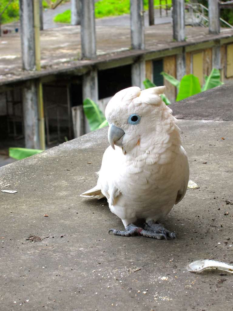 Blueeyed cockatoo Hi, I'm adorable. Feed me. madlemurs Flickr