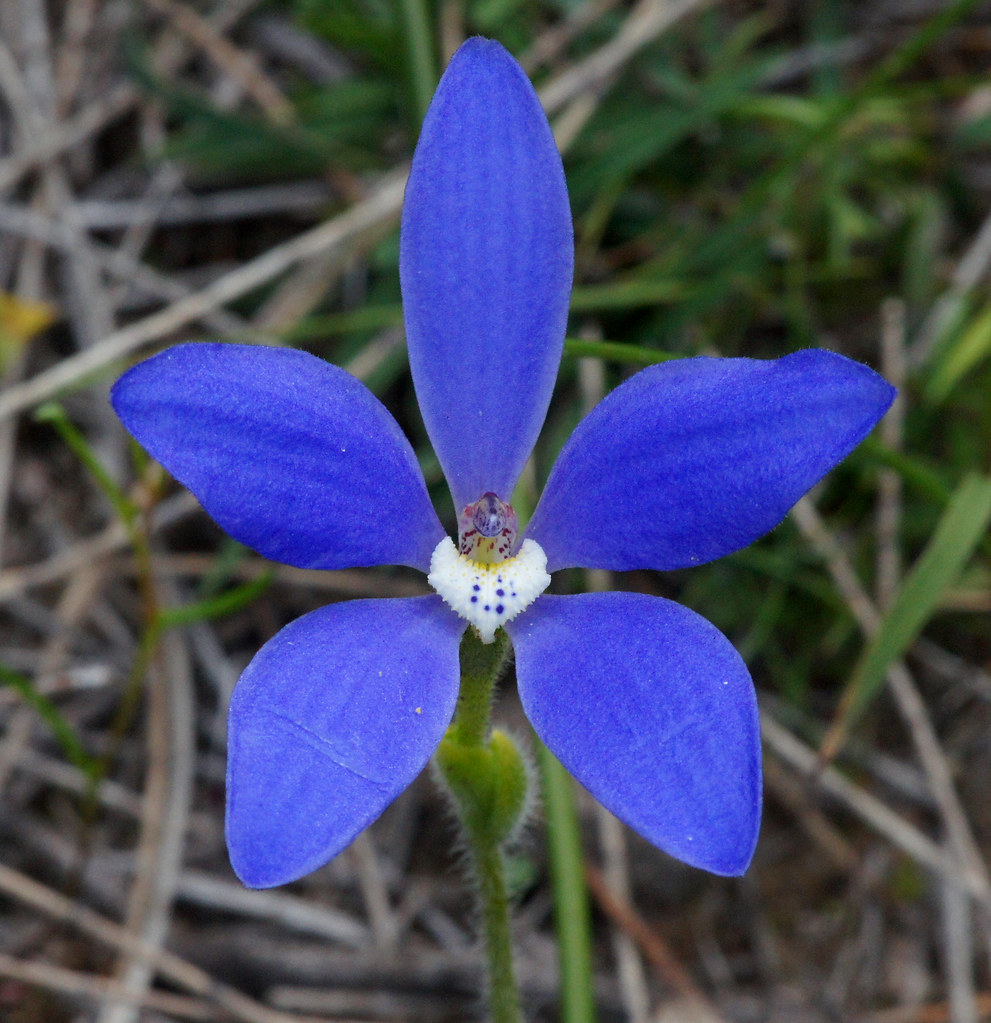 Blue China Orchid ron_n_beths pics Flickr