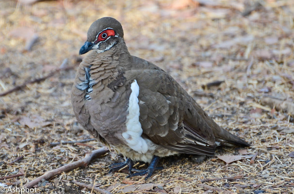 Partridge Dove Ashphot Flickr
