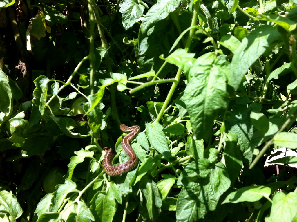 Snake in the tomato vine Yesterday I discovered this snake… Flickr