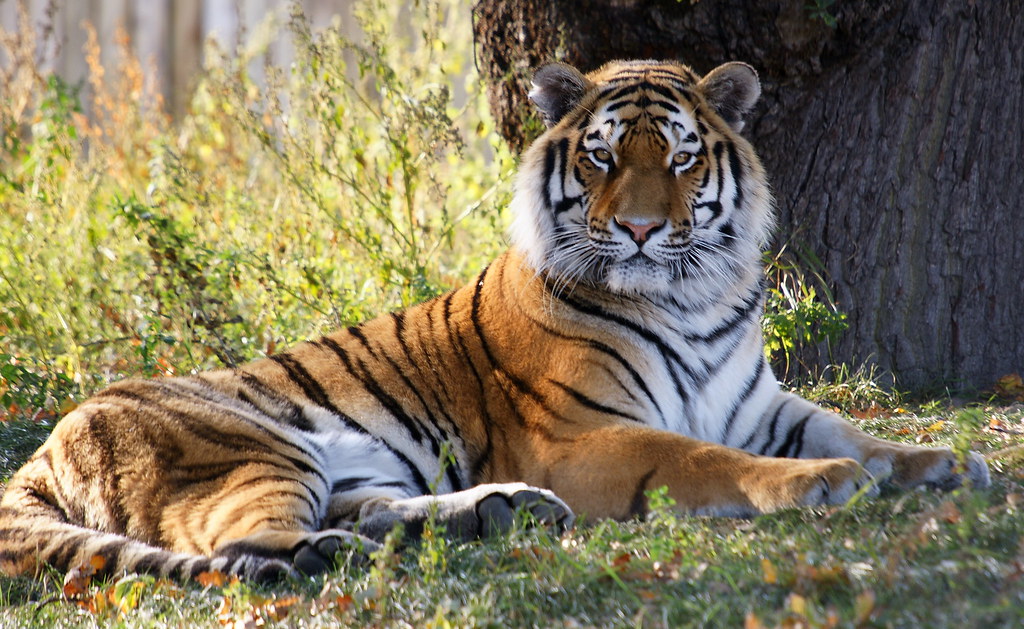 Tiger Tiger at the Doncaster wildlife park Andy Coe Flickr