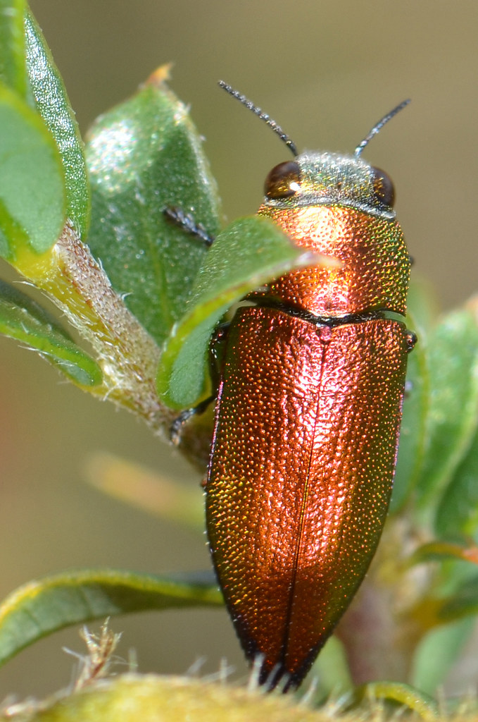 Jewel beetles Flickr