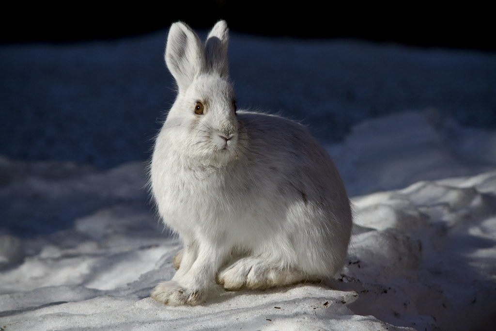 Snowshoe Hare (NPS Photo/Jacob W. Frank) Check out the off… Flickr