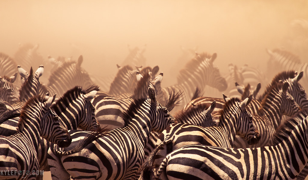 Zebra in the dust Zebras in the dust On Safari in Tanzania… Flickr