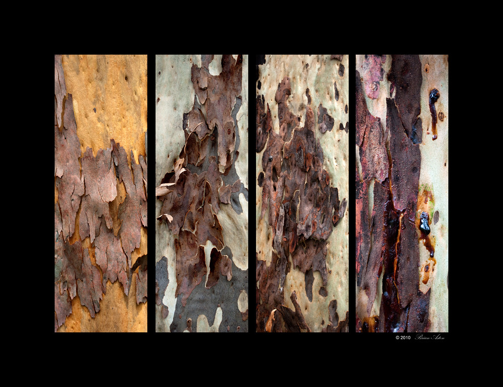 Bark Art Bark textures Brian Aston Flickr