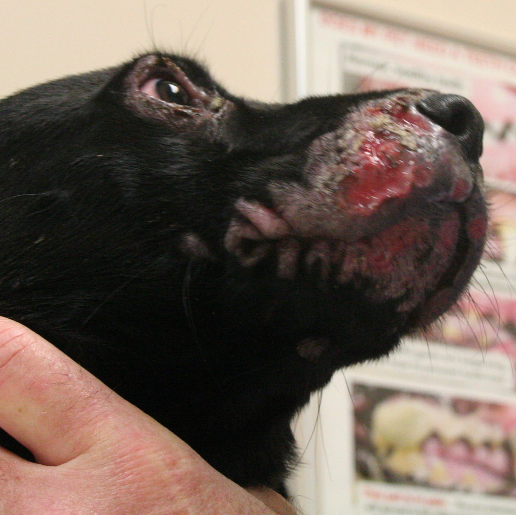 Puppy Strangles What intially presented as a case of somew… Flickr