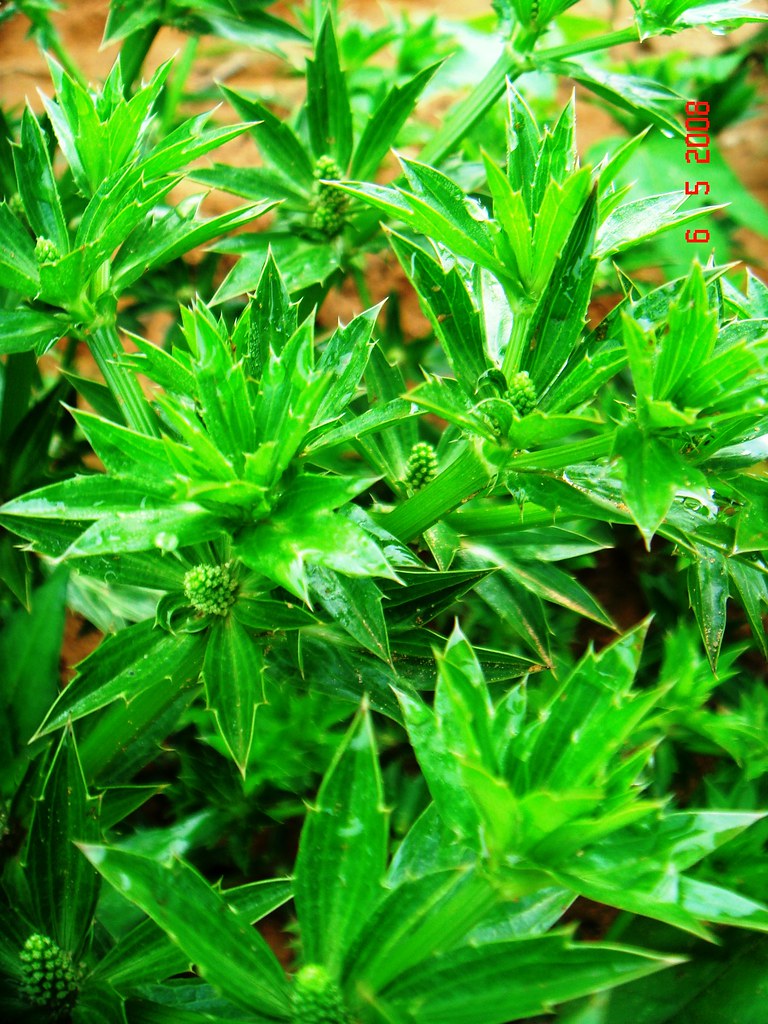 Eryngium foetidum L. a photo on Flickriver