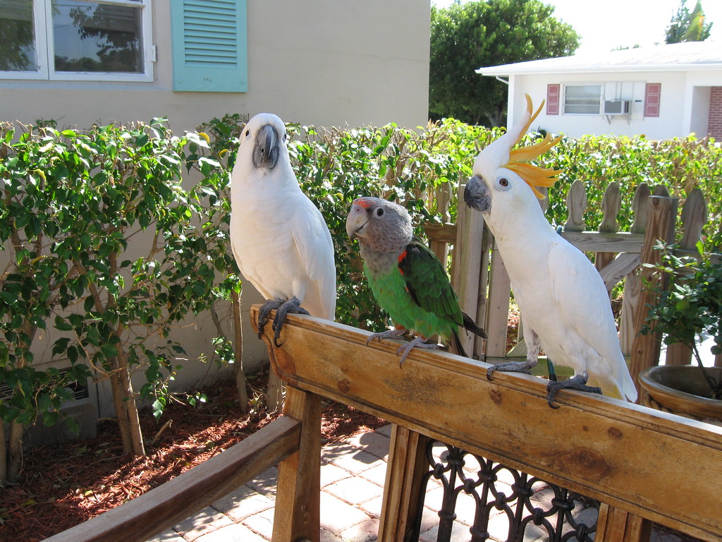 Picasso, Kaya, and Crevelli Pet Junction Magazine Flickr