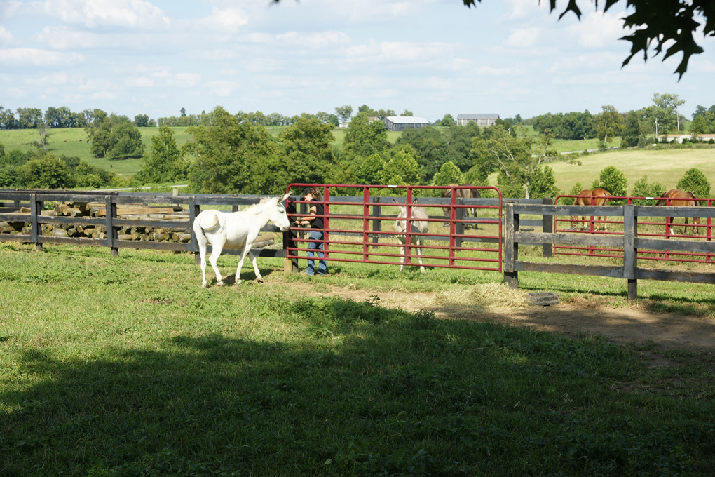 A Day in My Life as a Weanling at DeGraff StablesJ Flickr