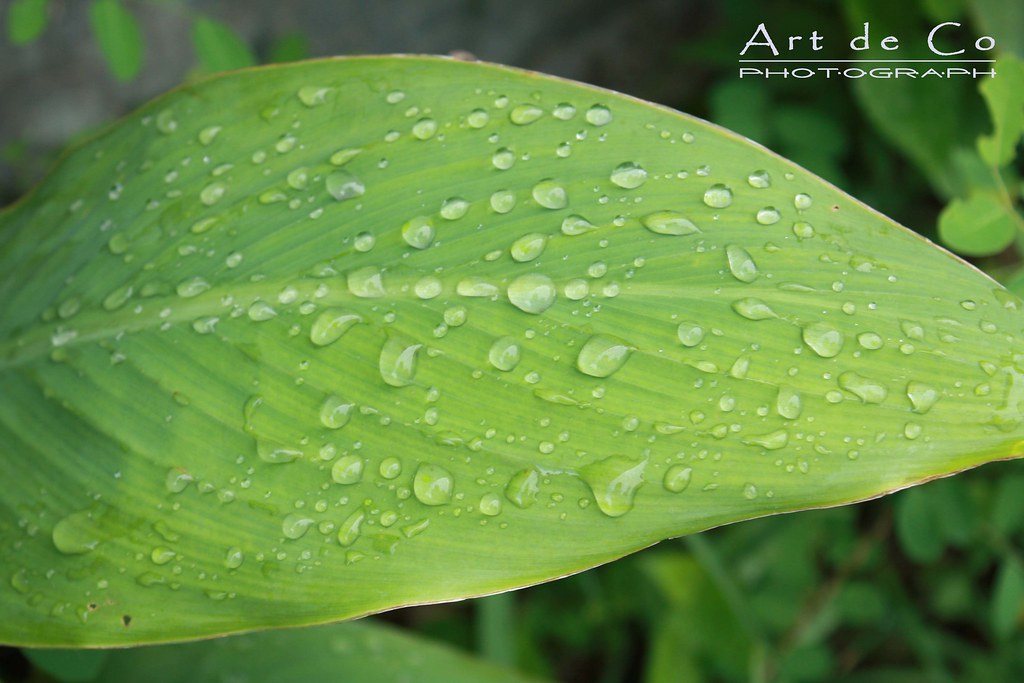 Bagaikan Air Di Daun Talas Renunganku