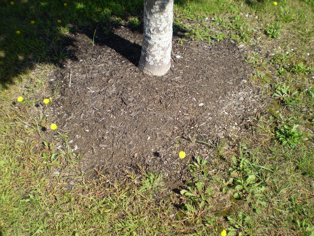 Sugar Maple Soil Soil around Sugar Maple in YHS parking … Chase McC Flickr
