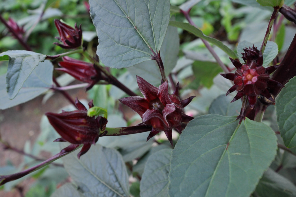 Ribena flower 洛神花 Sungai Petani, Kedah cwwongphoto… Flickr