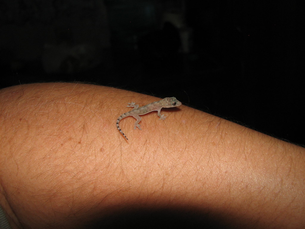 Baby House Gecko (Hemidactylus mabouia) alex_blackman Flickr