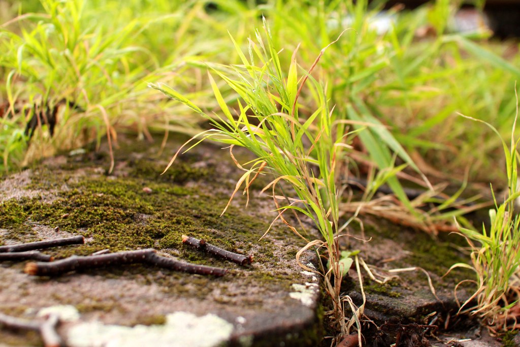 Green Rock Grass Taken at Bob's Lake, Ontario, Canada