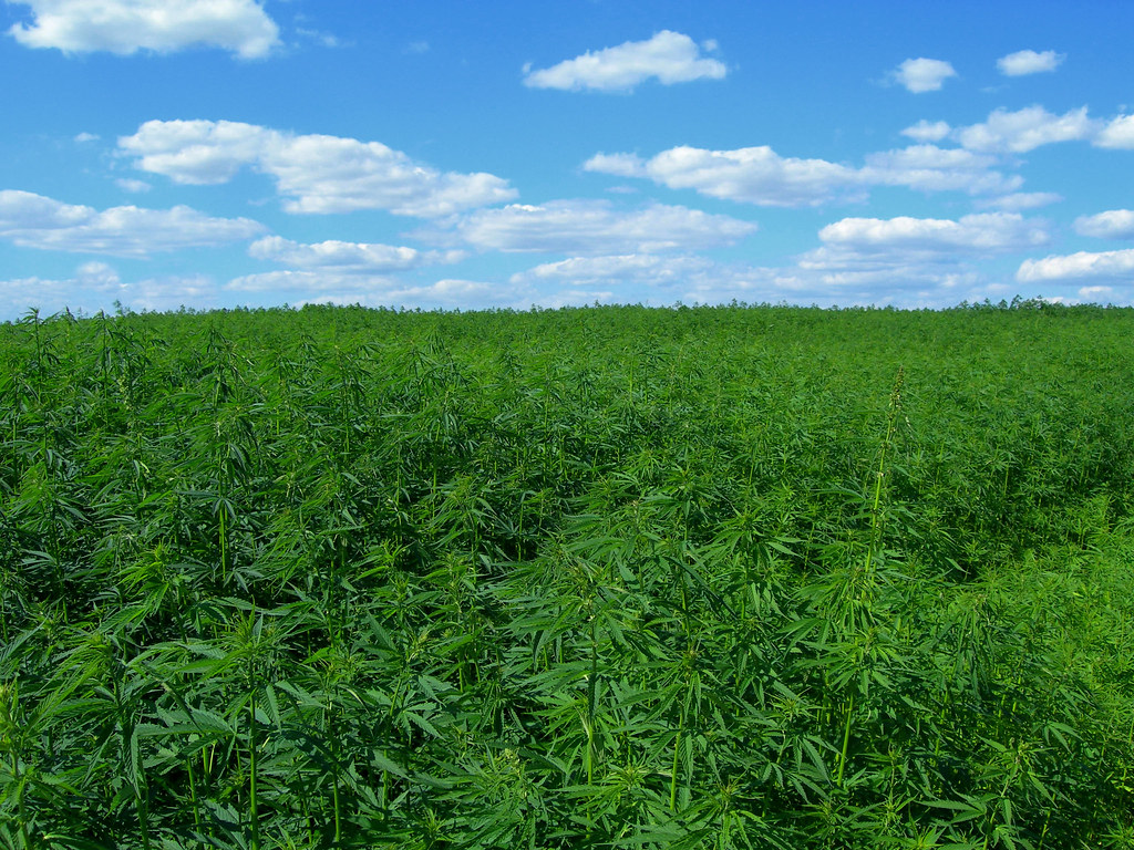 Industrial hemp Field of hemp. Industrial kind of this pla… Flickr