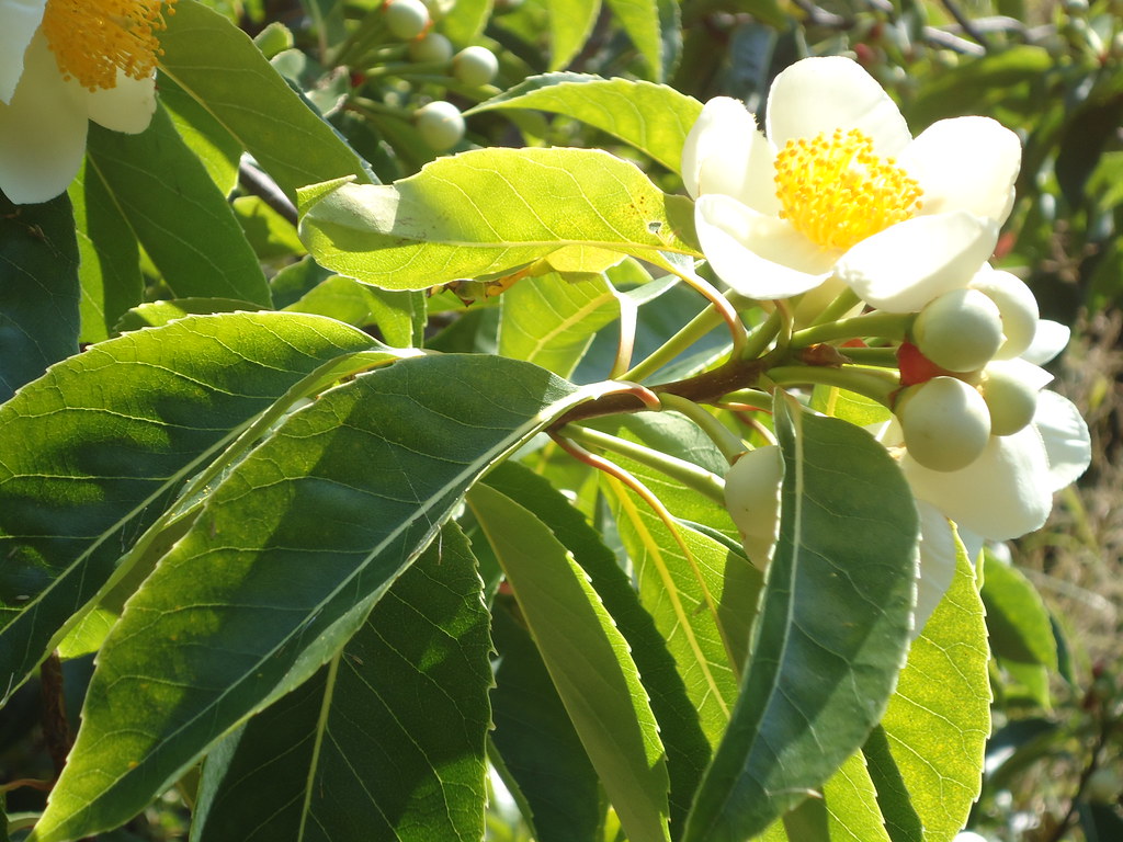 UC Berkley Botanic Garden September in the Botanic Garden Flickr