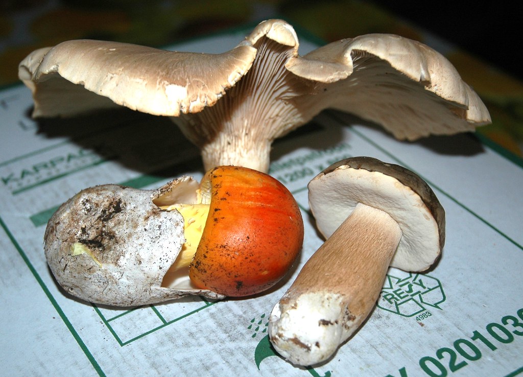 Funghi.... Pleurotus Eryngii ( fungo della ferula ). Amani… Flickr