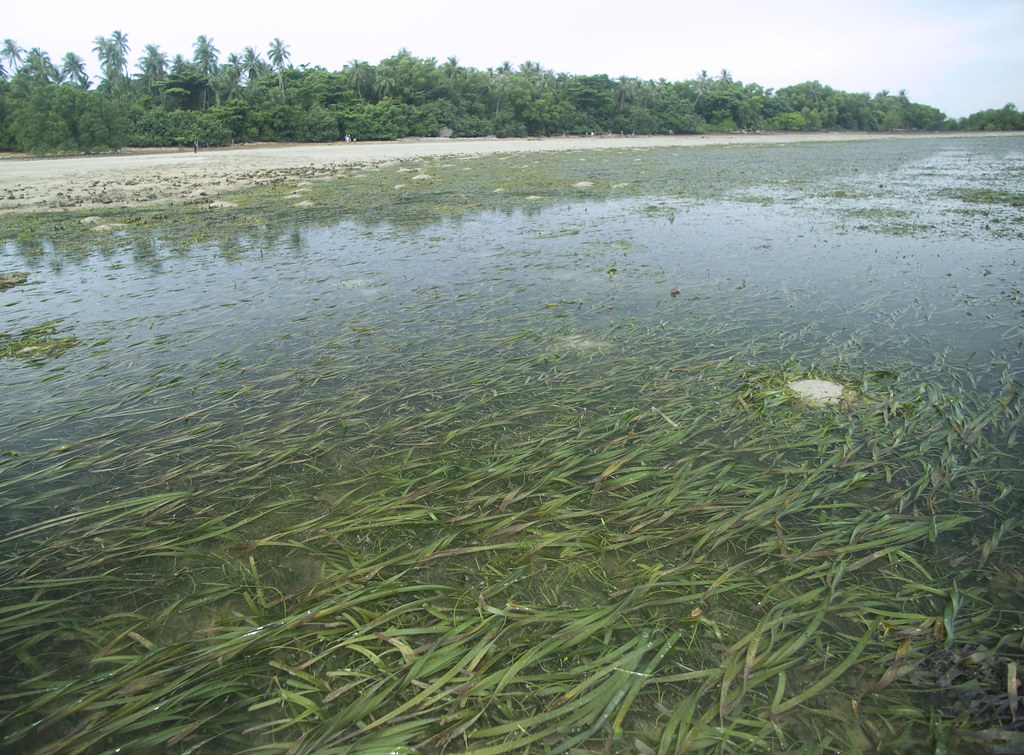Seagrass meadows on Pulau Semakau Mostly Tape seagrass (En… Flickr