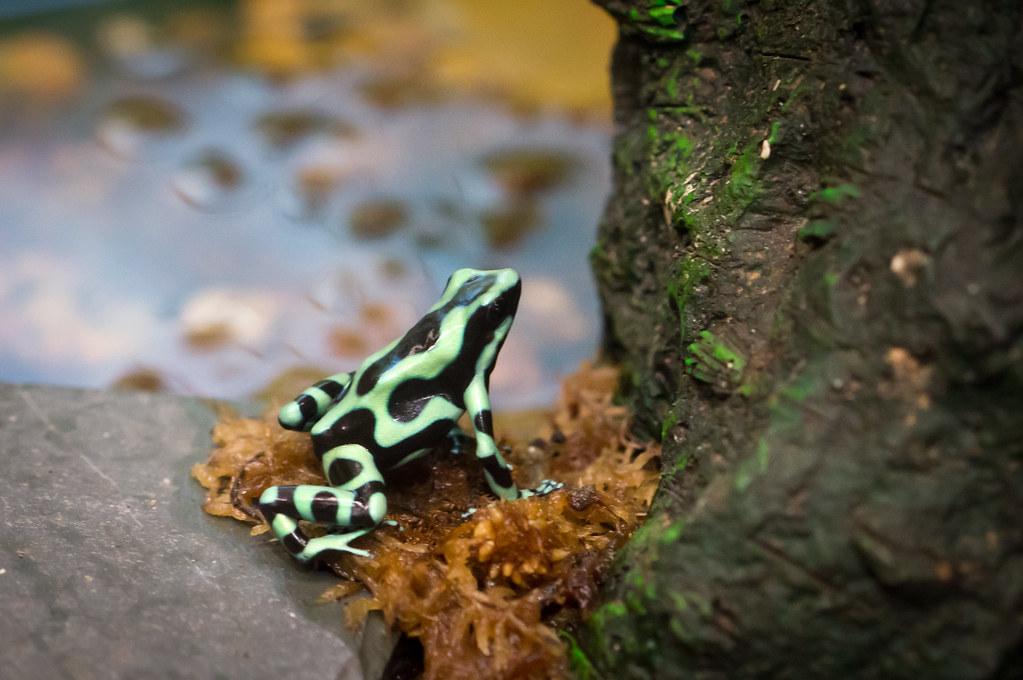 Durham Nature Science Center 12 SONY NEX5N Robert Williams Flickr