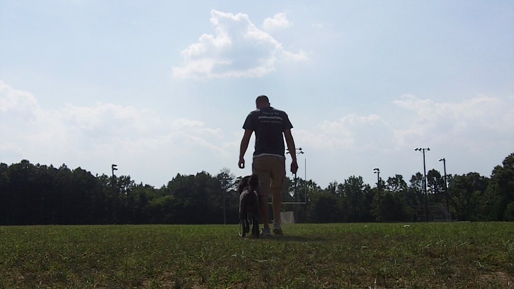 Dog Training Greensboro Darwin K9 Gracie Off Leash Obed… Flickr