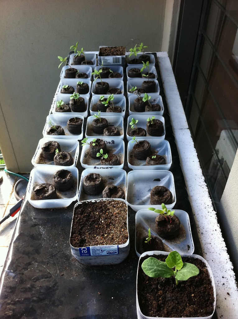 Vegetable seedlings in jiffy pots Vegetable seedlings, tom… Flickr