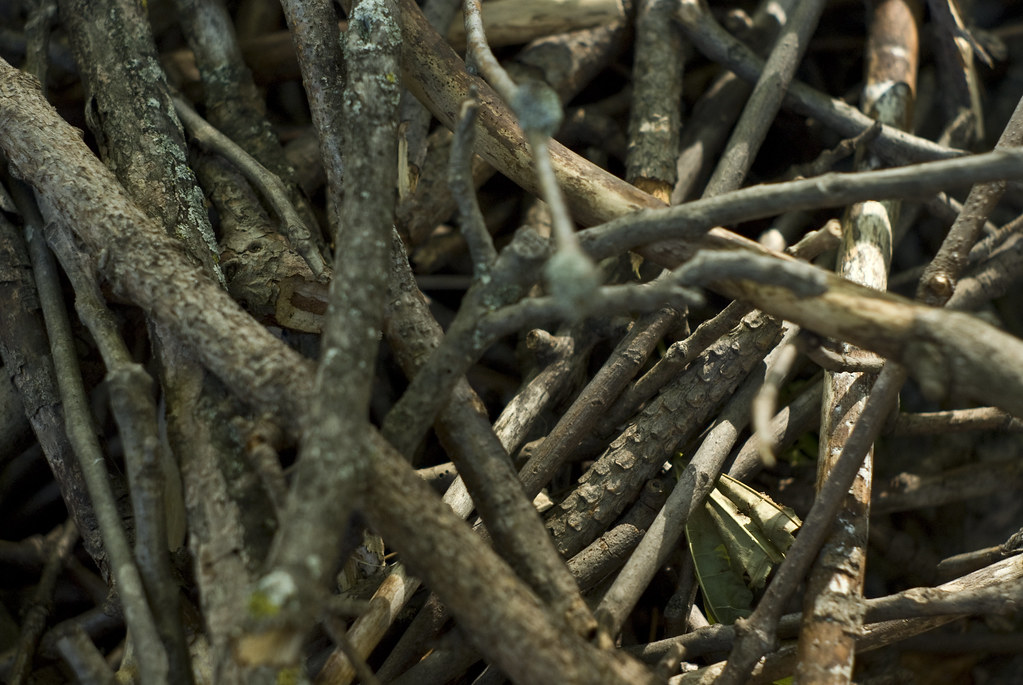 Is Burning Black Walnut Wood Toxic A Comprehensive Guide SARPO