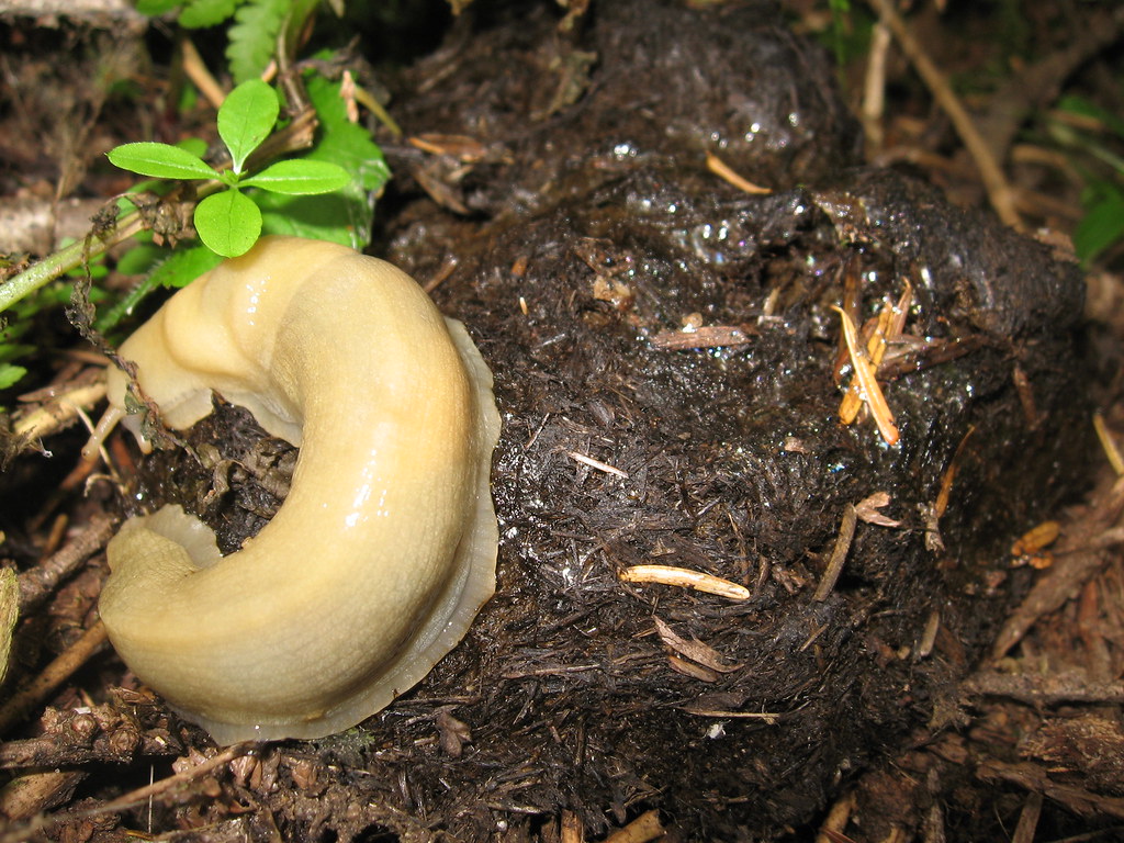 Banana slug eating bear scat NPS/Crowley 2010 Park Ranger Flickr