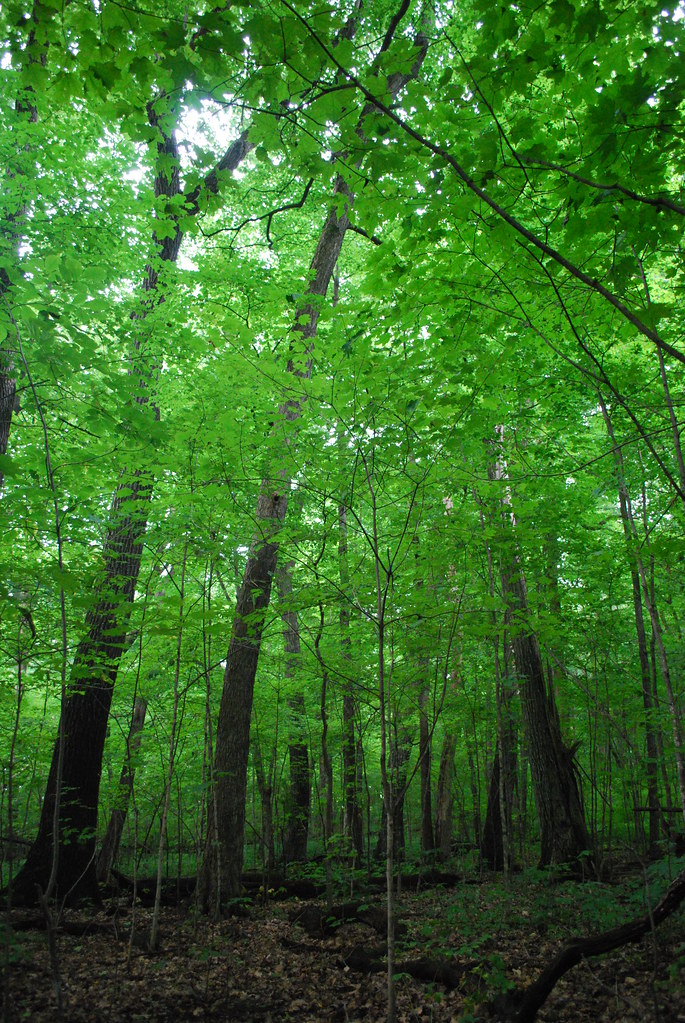 Forest Abraham's Woods Wisconsin State Natural Area 38 Un… Flickr