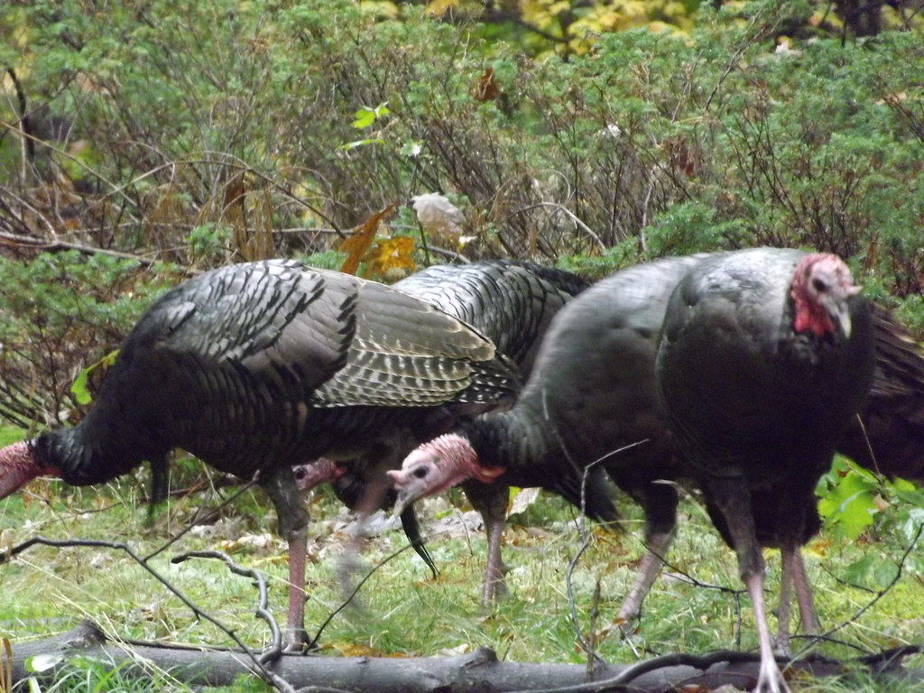 Wild Turkeys Feeding on acorns. Jerry Gagne Flickr