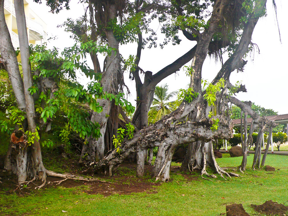 Grenada 72 Fig tree at Grenadian by rex hotel. Katchooo Flickr