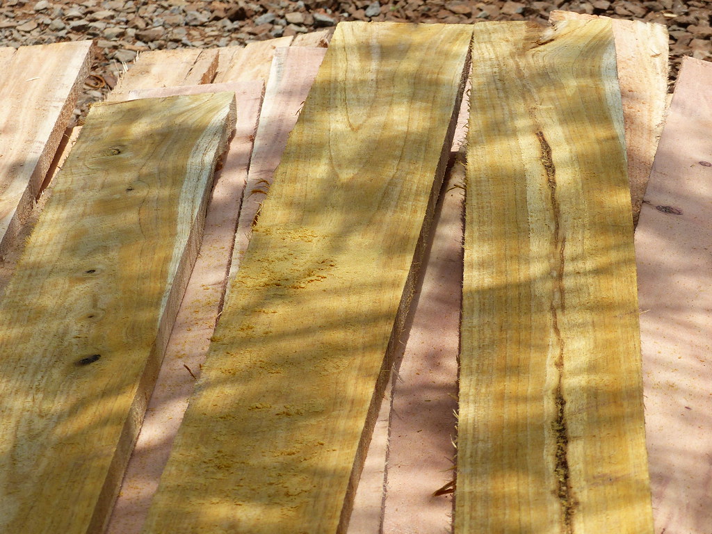 Urban forestry in Kenya 10 trees (eucalyptus and grevillea… Flickr