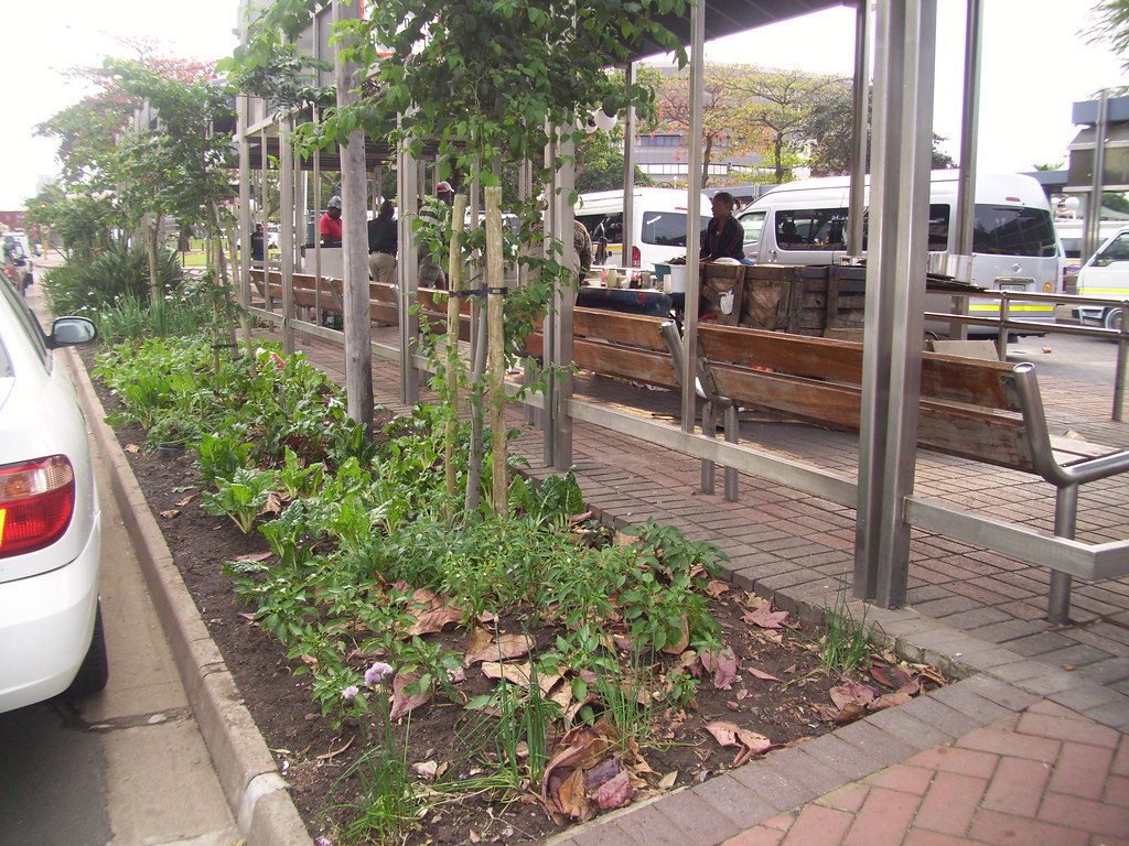 Durban Taxirank Veggie garden Ride Your City Flickr