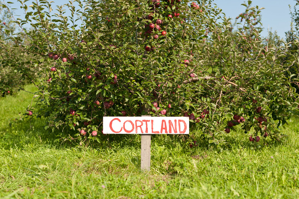 Cortland Apple Tree at Champlain Orchards Autumn (2011) … Flickr