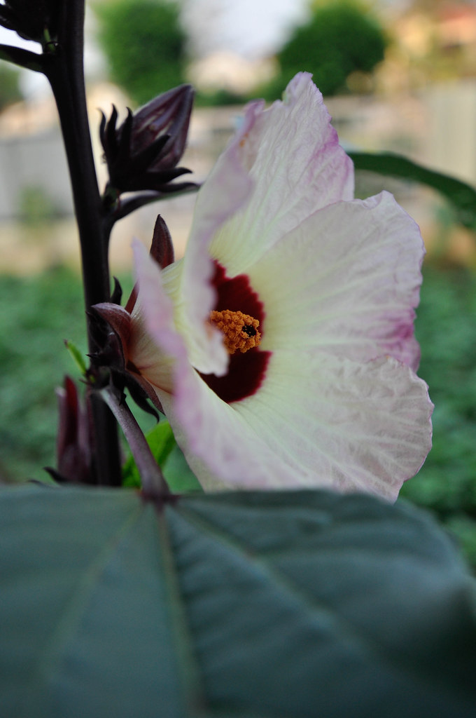 Ribena flower 洛神花 Sungai Petani, Kedah cwwongphoto… Flickr