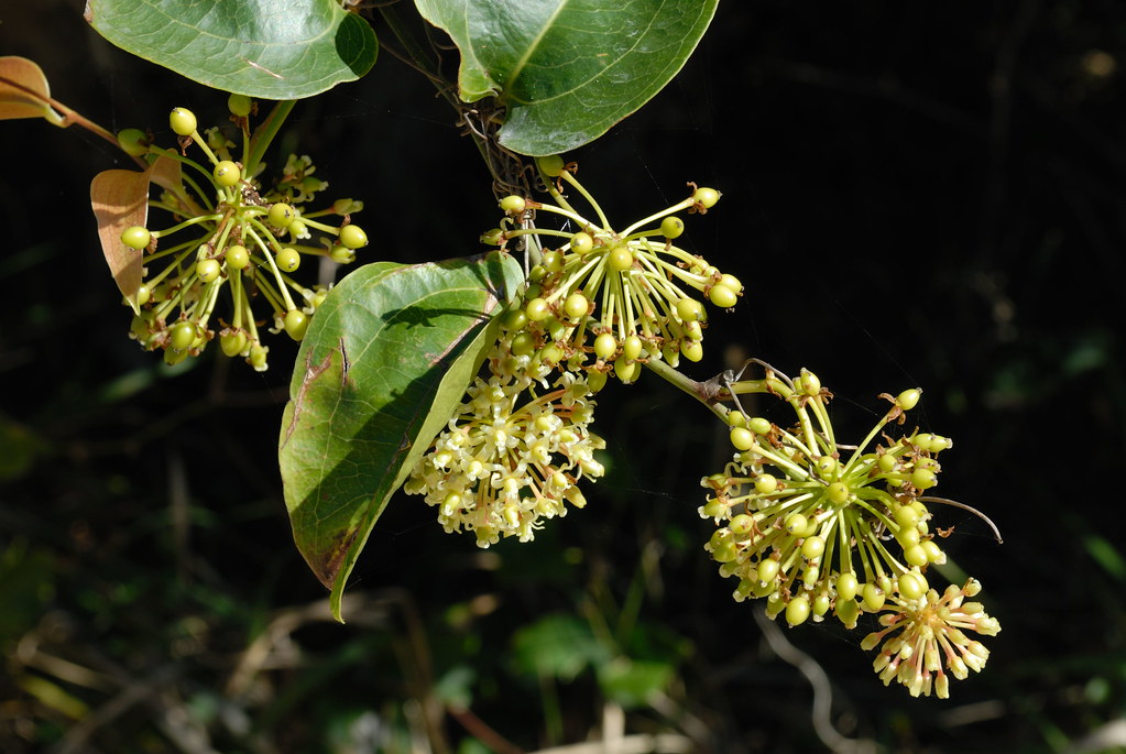 Smilax australis barbedwire vine a photo on Flickriver